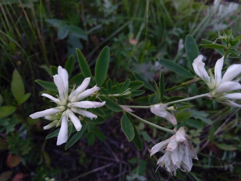 Lupine Clover photo 4