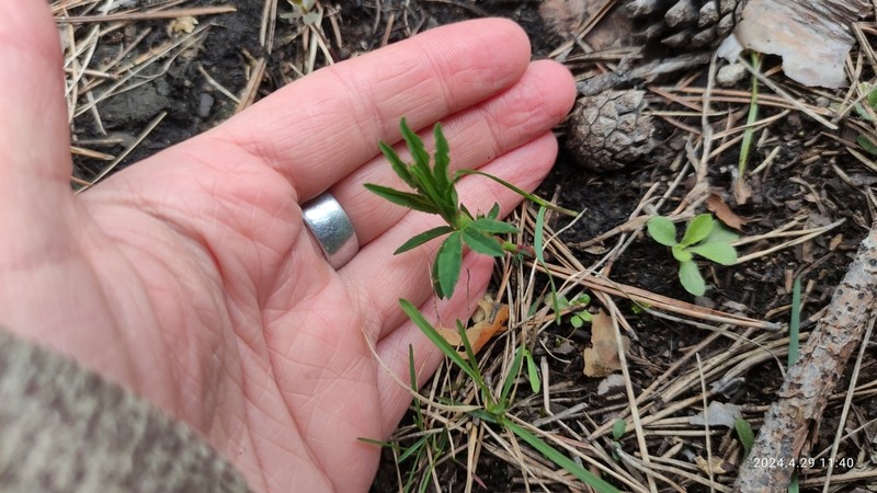 Lupine Clover photo 5