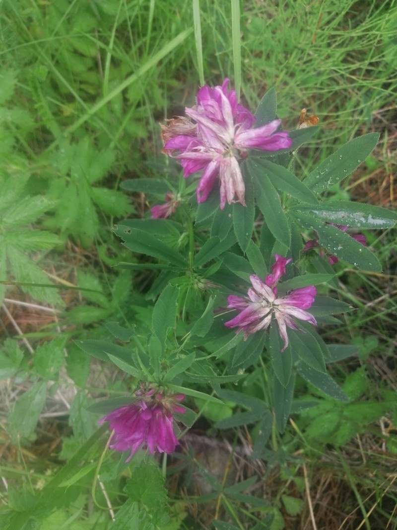 Lupine Clover photo 6