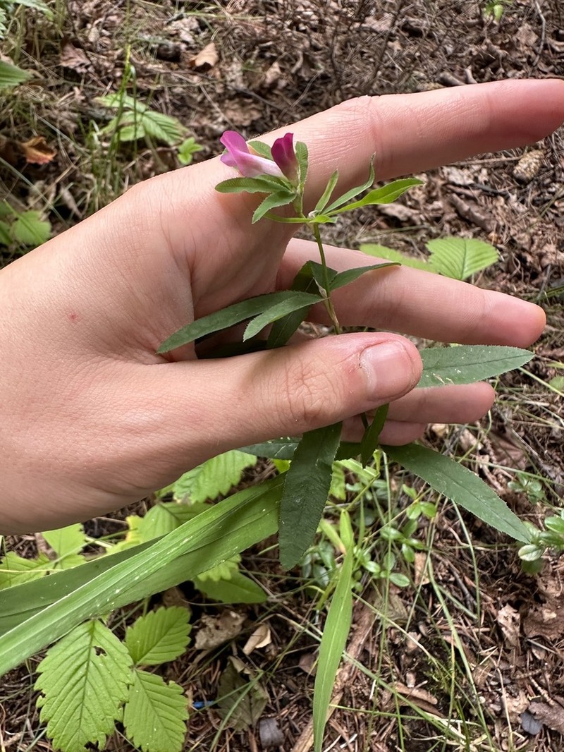 Lupine Clover photo 7
