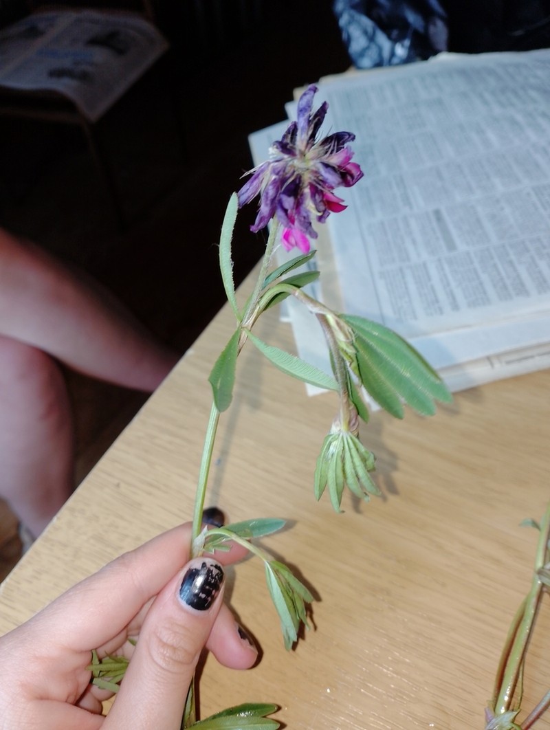Lupine Clover photo 8