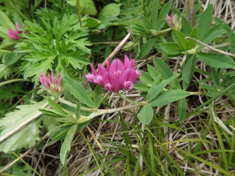 Lupine Clover photo 2