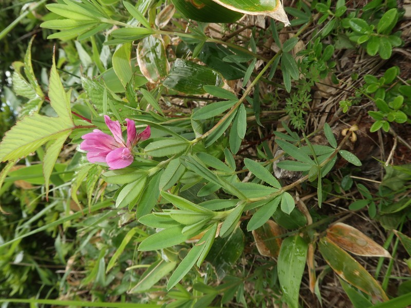 Lupine Clover photo 3
