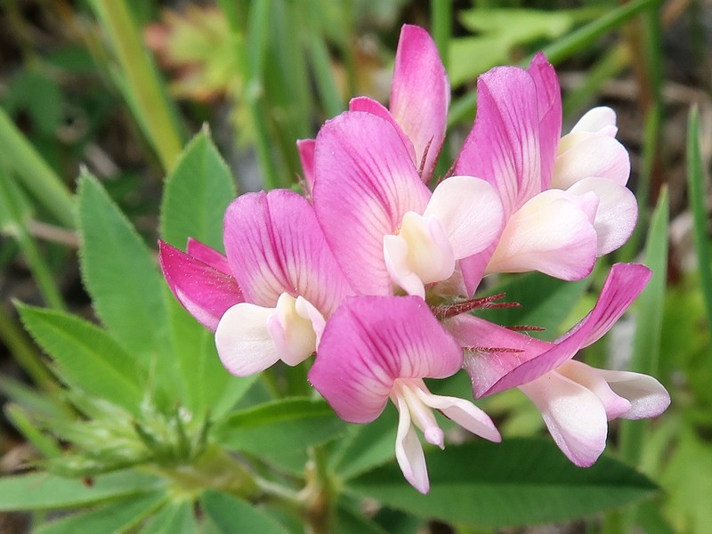 Lupine Clover photo 4