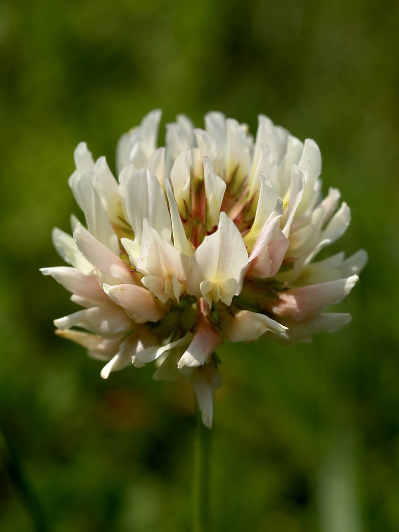 Lupine Clover photo 7
