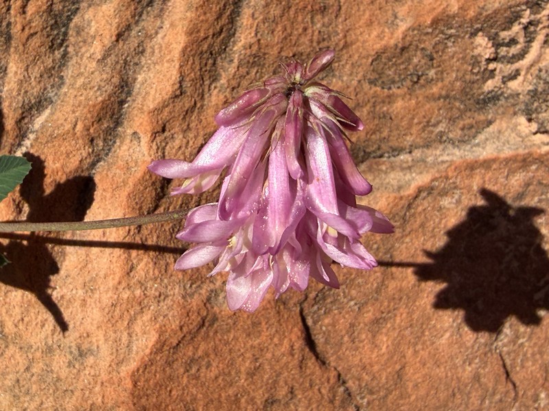 Trifolium macilentum