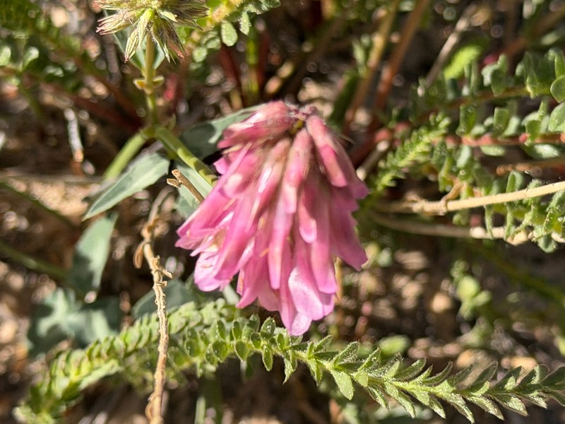 Trifolium macilentum photo 2