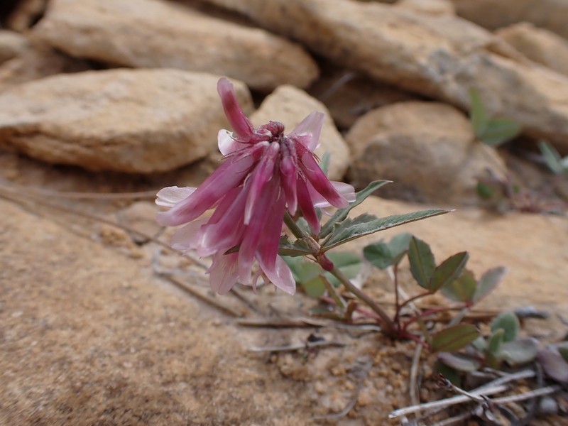 Trifolium macilentum photo 3