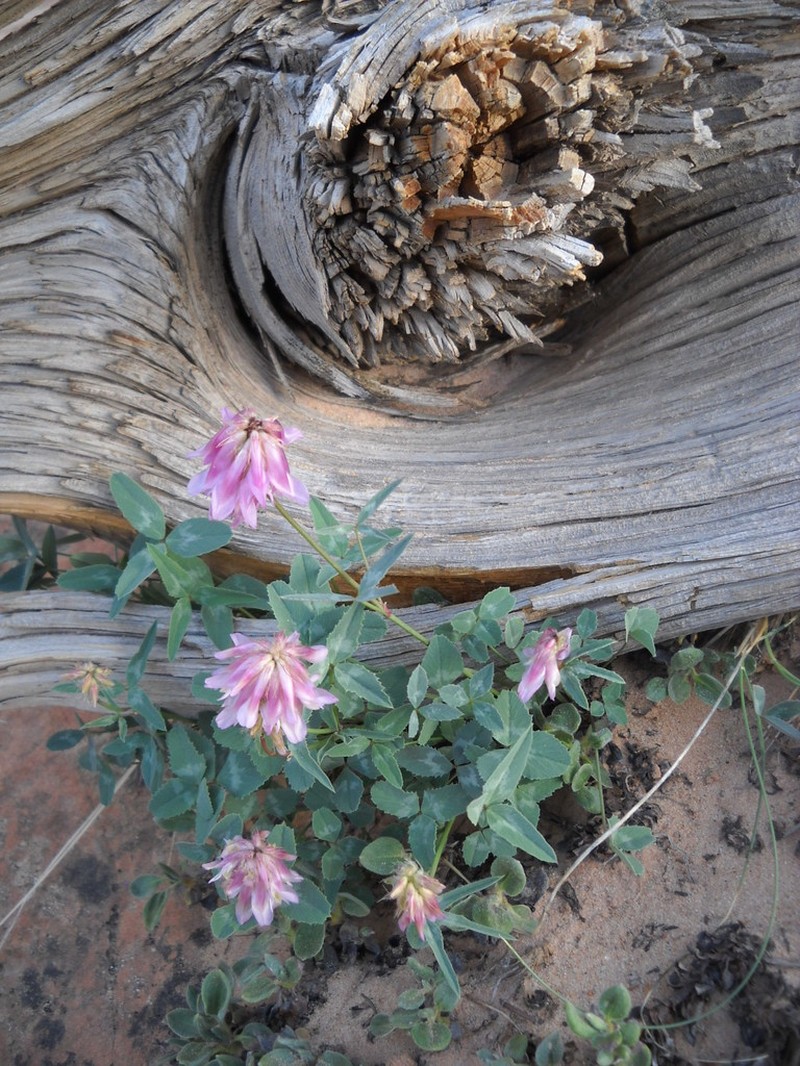 Trifolium macilentum photo 4