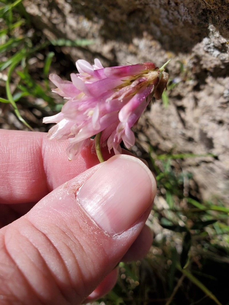 Trifolium macilentum photo 5