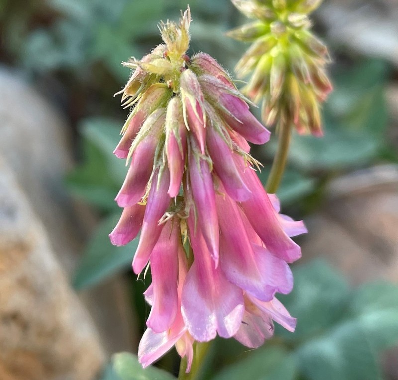 Trifolium macilentum photo 8
