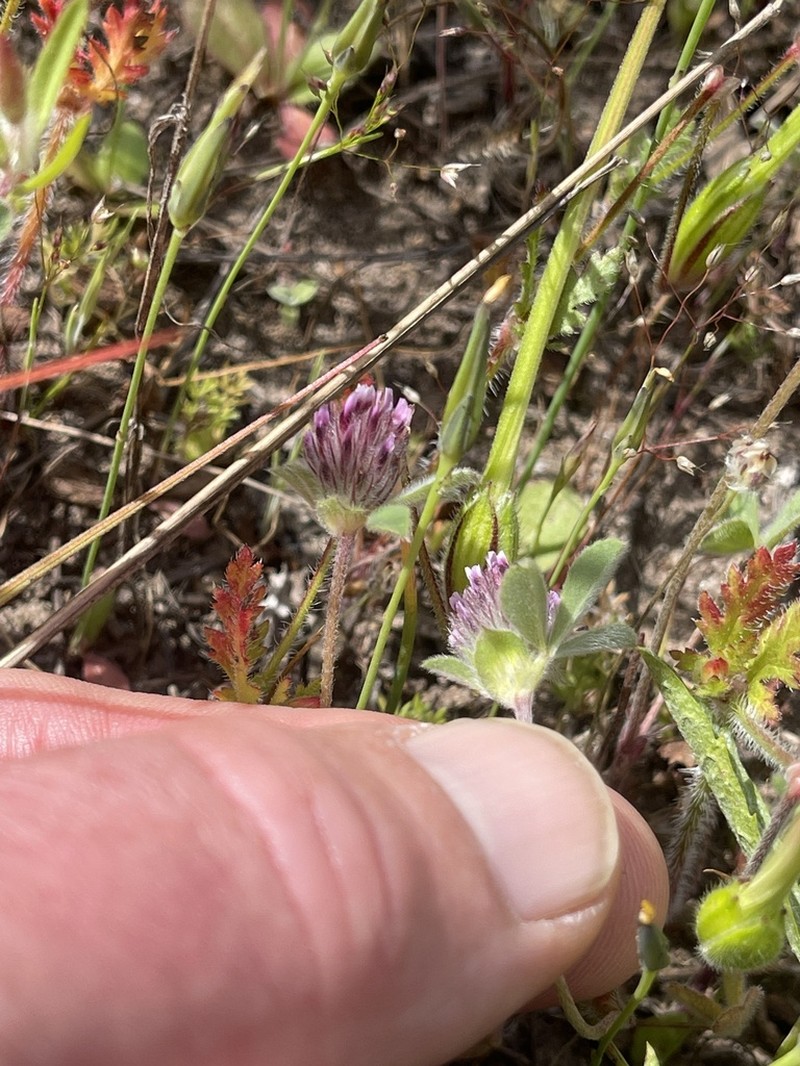 Chilean Clover photo 3