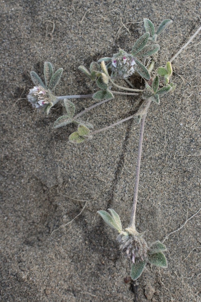 Chilean Clover photo 4