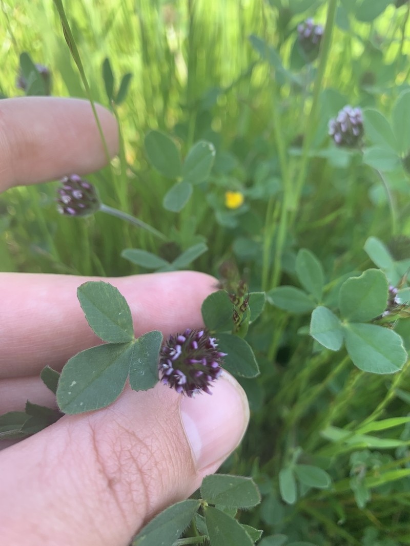 Chilean Clover photo 5