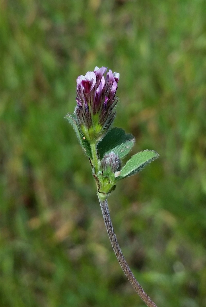Chilean Clover photo 6