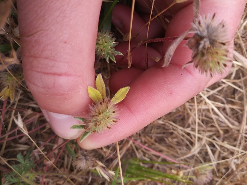 Chilean Clover photo 7