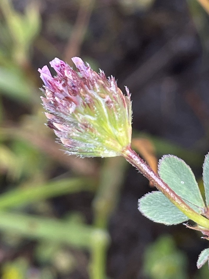 Chilean Clover photo 8
