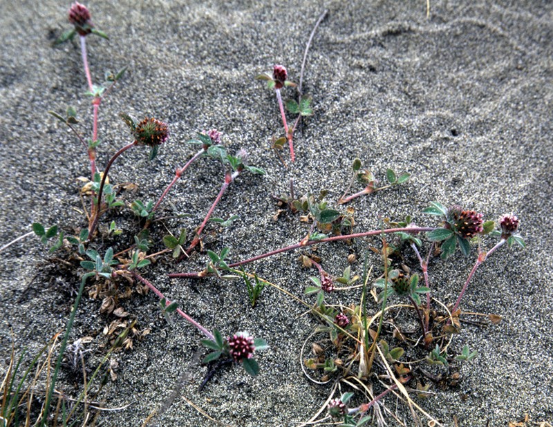 Chilean Clover