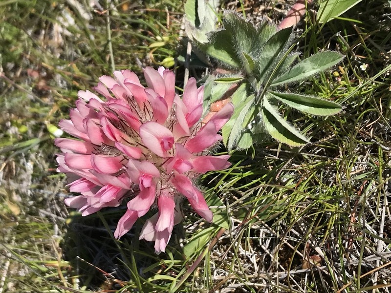 Largehead Clover photo 4