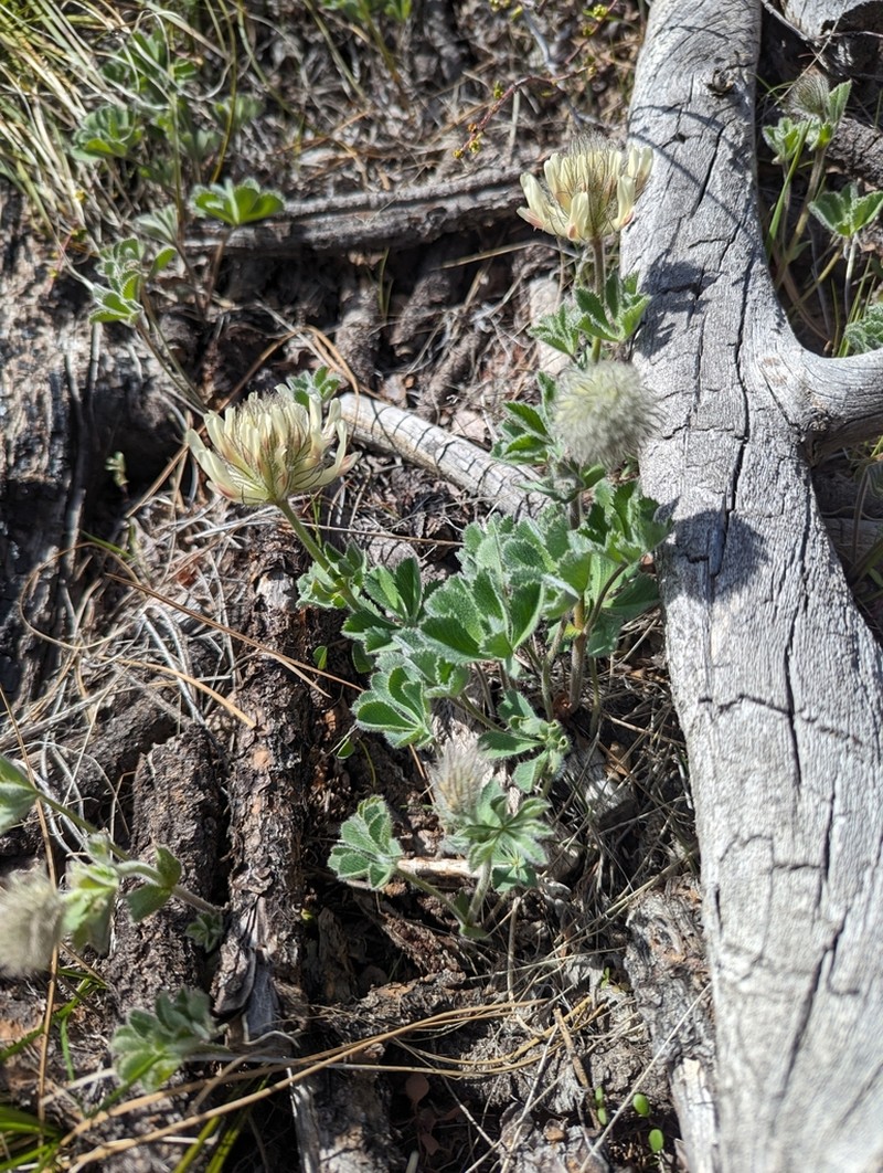 Largehead Clover photo 6