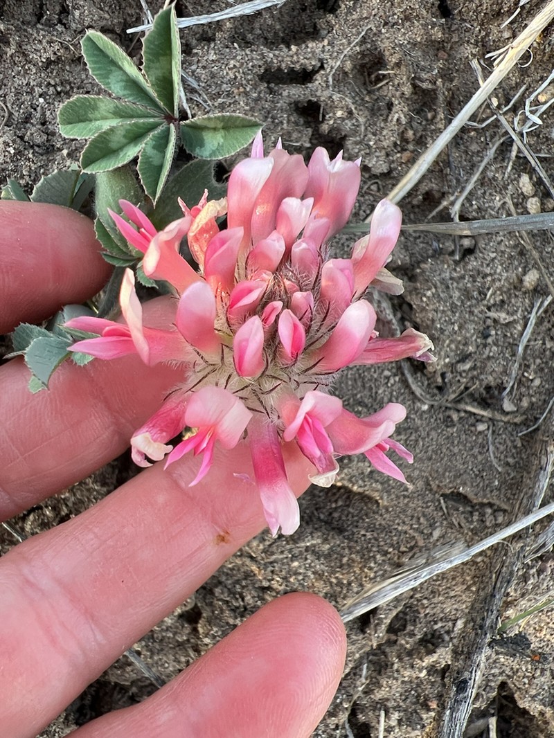 Largehead Clover photo 7