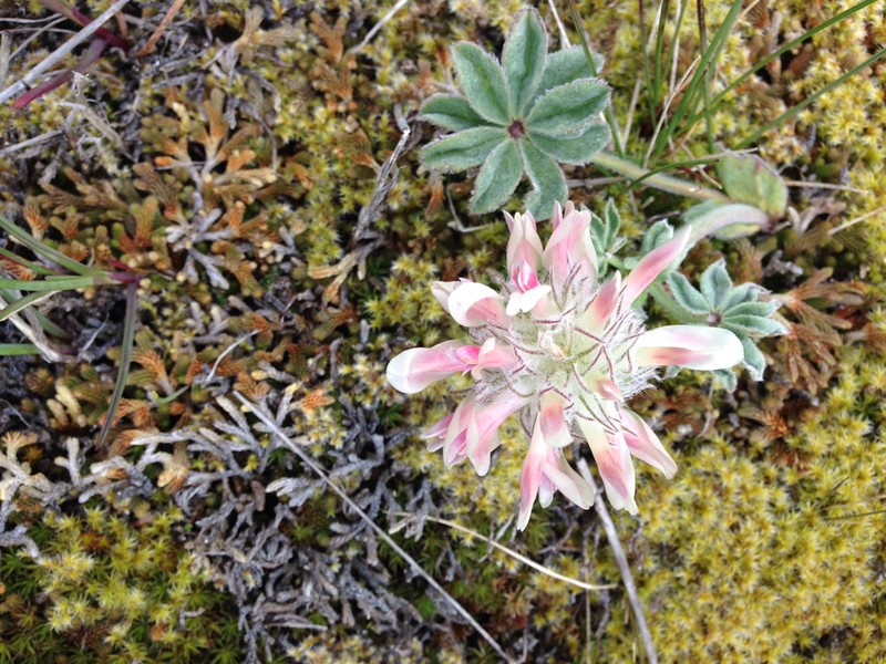 Largehead Clover photo 8