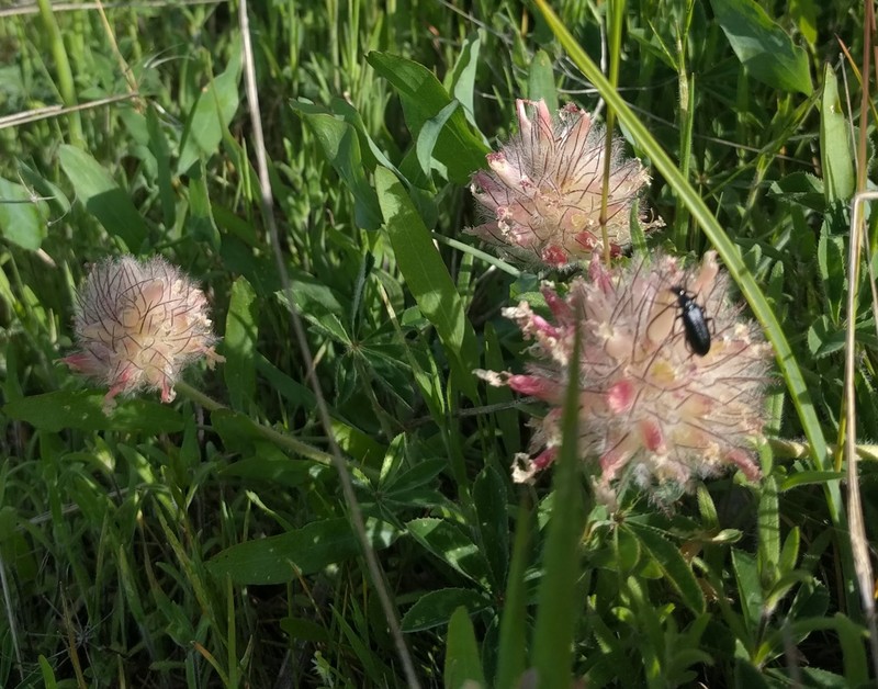 Largehead Clover photo 2