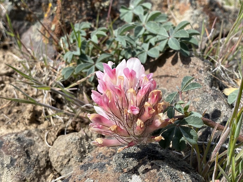 Largehead Clover photo 3