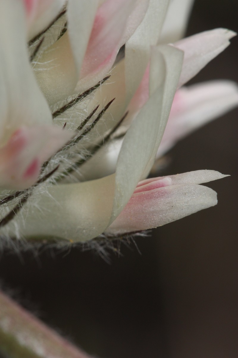 Largehead Clover photo 4