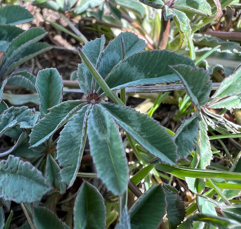 Largehead Clover photo 5