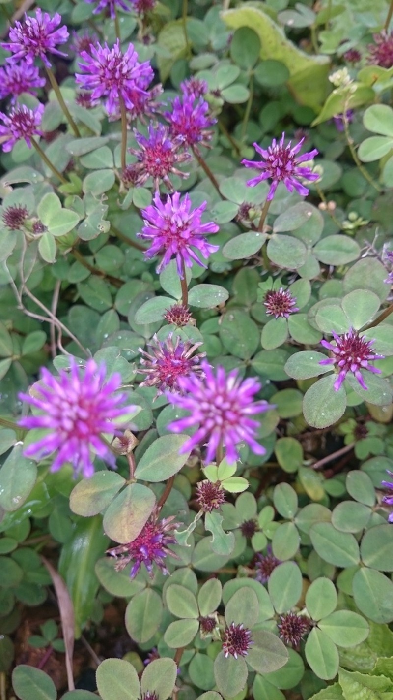 Trifolium mattirolianum