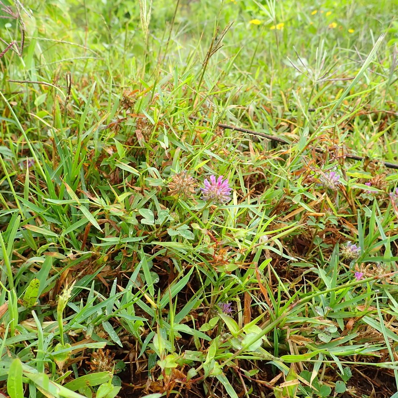 Trifolium mattirolianum photo 2