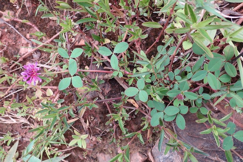 Trifolium mattirolianum photo 3