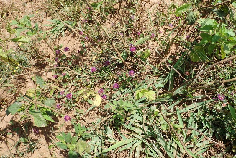 Trifolium mattirolianum photo 5