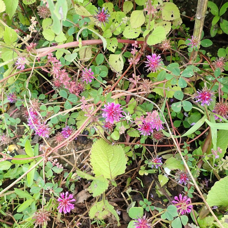 Trifolium mattirolianum photo 6