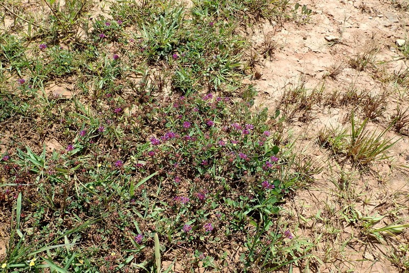 Trifolium mattirolianum photo 7