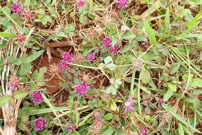 Trifolium mattirolianum photo 8