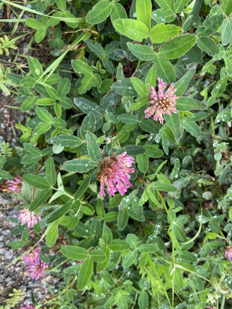 Zigzag Clover photo 4