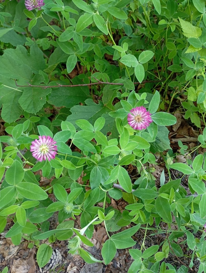 Zigzag Clover photo 5