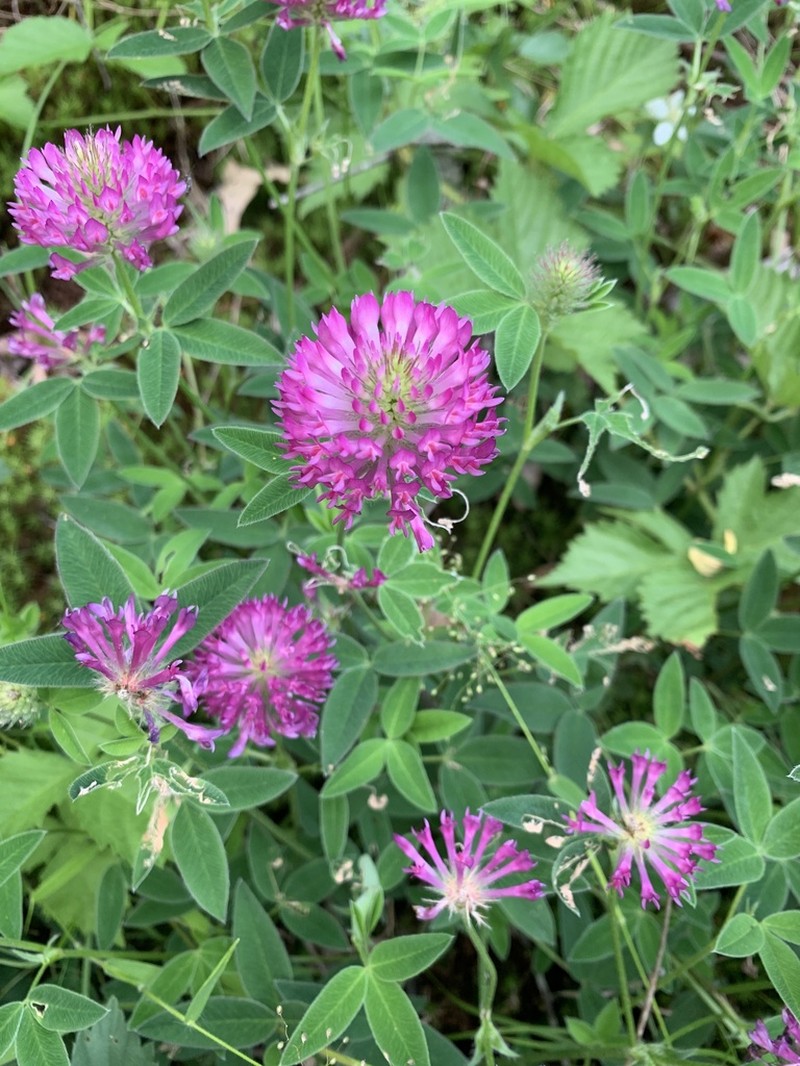 Zigzag Clover photo 6