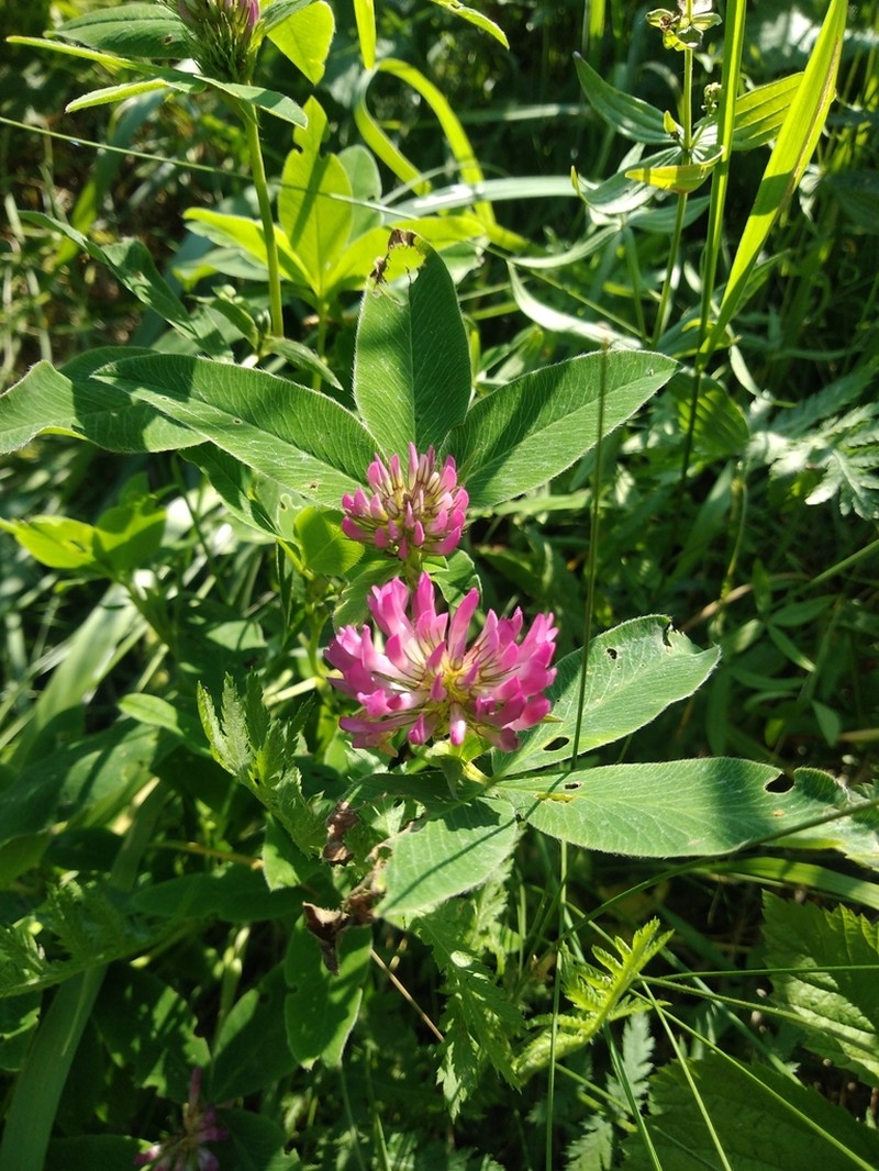 Zigzag Clover photo 7