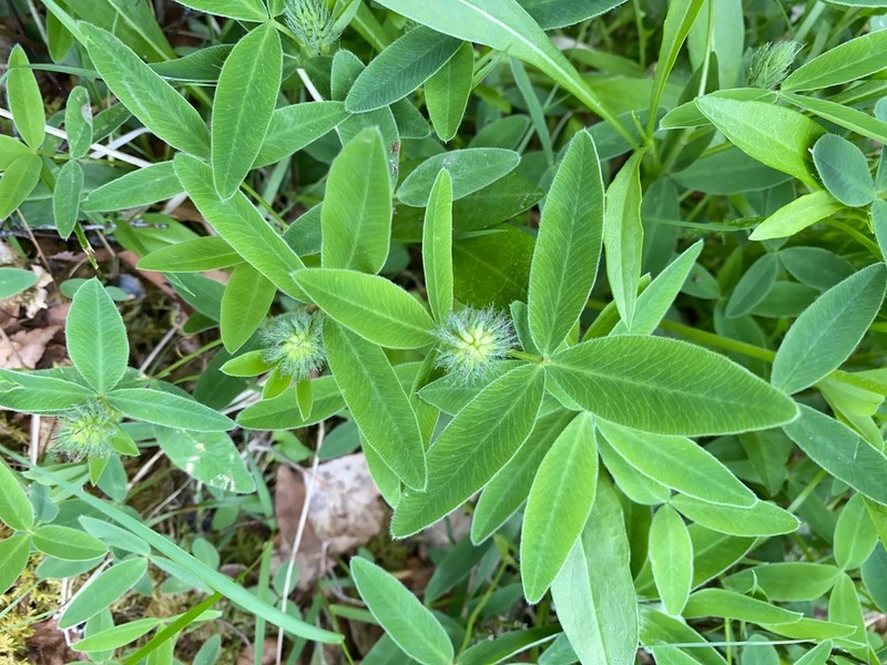 Zigzag Clover photo 8