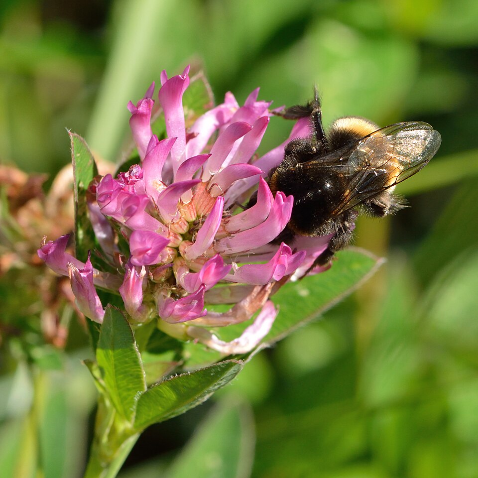 Zigzag Clover photo 4