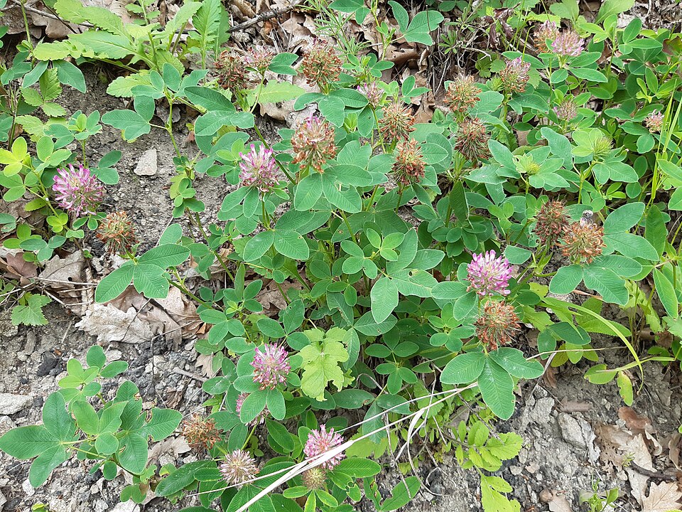 Zigzag Clover photo 6