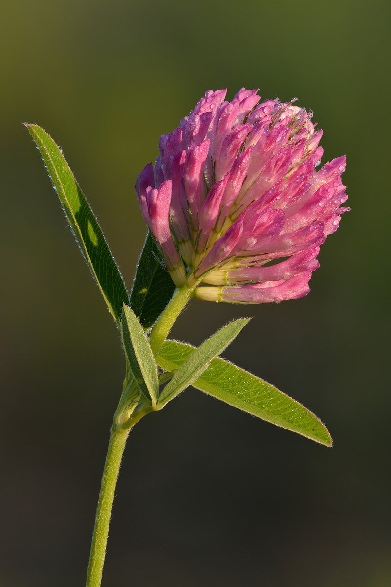 Zigzag Clover