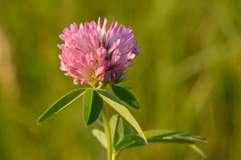 Zigzag Clover photo 2