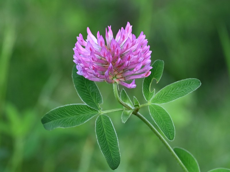 Zigzag Clover photo 3