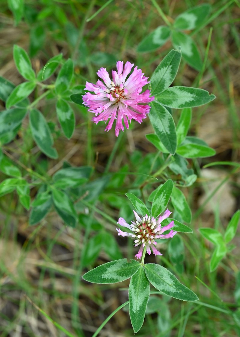 Zigzag Clover photo 7