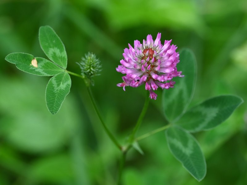 Zigzag Clover photo 8