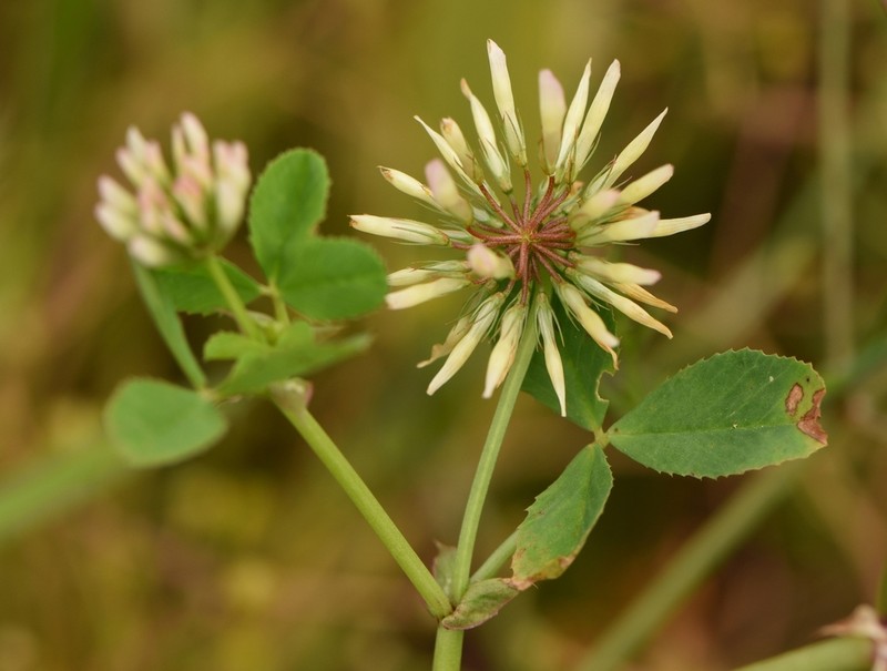 Bigflower Clover